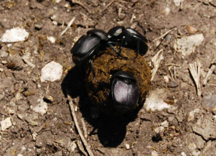 Research by Prof. Stevin Gehrke into the exoskeleton of insects, such as these dung beetles, could provide clues to developing better biomaterials for humans.