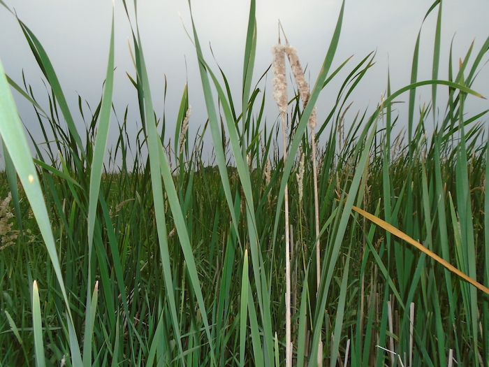 View through cattails in wetland in the Le Sueur River Basin